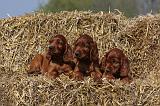 SETTER IRLANDAIS 120